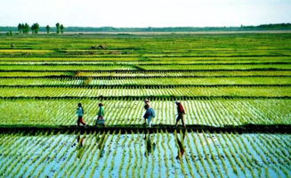 農(nóng)業(yè)農(nóng)村落實高質(zhì)量發(fā)展重大舉措 國家質(zhì)量興農(nóng)戰(zhàn)略規(guī)劃