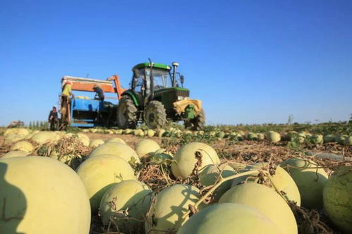 新疆生產(chǎn)建設(shè)兵團(tuán)對新疆有多重要 兵團(tuán)最少在新疆起到了三個(gè)重要作用