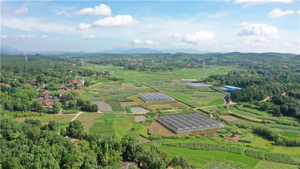 【永州市】這里種菜有"講究"--永州市冷水灘區(qū)永益農(nóng)業(yè)開發(fā)蔬菜基地見聞