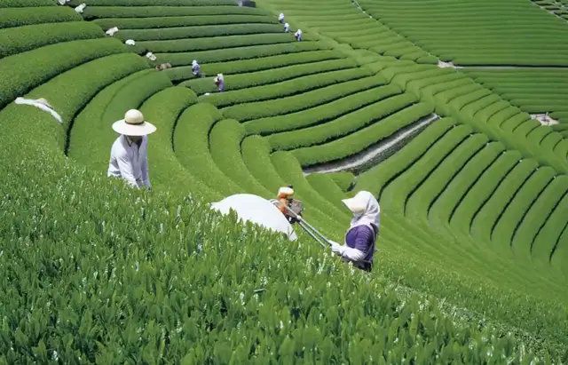 &ldquo;茶旅融合&rdquo;巨大發(fā)展?jié)摿θ绾吾尫?日本&ldquo;茶旅勝地&rdquo;靜岡這樣做