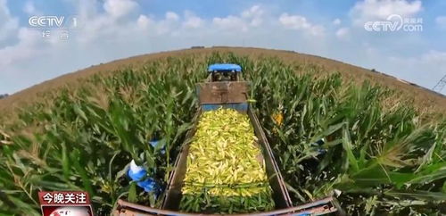 小玉米 七十二變 為農業(yè)高質量發(fā)展鋪就 黃金路