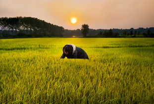 農業(yè)綜合開發(fā)大力推進高標準農田建設