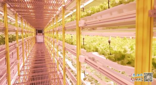 廣信區(qū) 垂直工廠 讓農業(yè)向 新 發(fā)展 圖