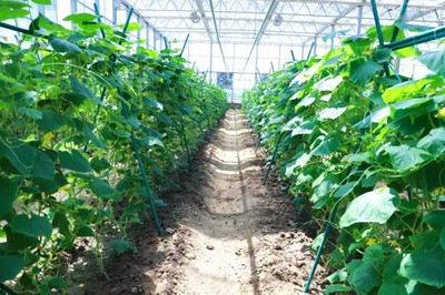 彩食鮮農(nóng)業(yè)合作基地獲中國良好農(nóng)業(yè)規(guī)范GAP一級認證,樹立高標準基地標桿