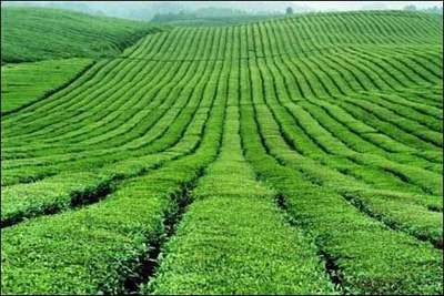 【農(nóng)業(yè)推廣論文】發(fā)展農(nóng)村綠色循環(huán)農(nóng)業(yè)及推廣計劃