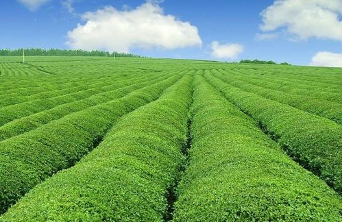 未來5年中國有機農(nóng)業(yè)發(fā)展因素預(yù)測分析