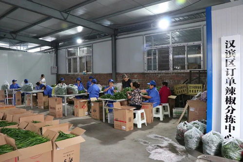 脫貧攻堅一縣一業(yè) 陜西漢濱辣椒產業(yè)