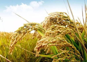 河南這9個縣 區(qū) 市被中央點名 將加大扶持力度 有你的家鄉(xiāng)嗎