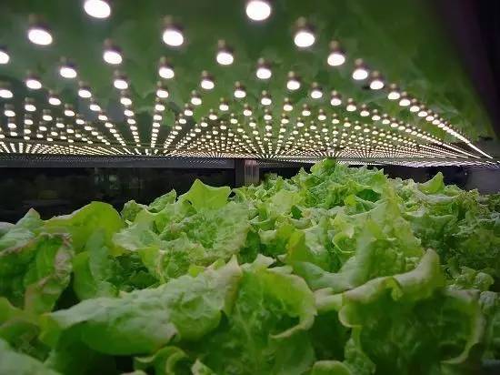 食品安全、植物工廠機械化與中藥健康、農業休閑的融合——藥最網農業開發新視角