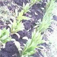 重慶藍鼎納米生理水施肥機 價格、圖片與產品詳情介紹