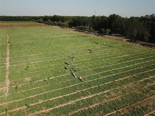 沙河鎮 以中草藥種植為“靈丹妙藥”，全力打造特色農業小鎮