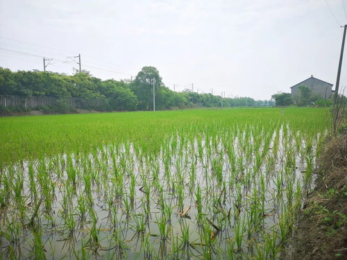 黨建引領(lǐng)社會(huì)化服務(wù)，八嶺山鎮(zhèn)催生農(nóng)業(yè)發(fā)展新動(dòng)能