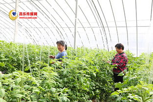 高崖水庫庫區(qū) 加快現(xiàn)代農(nóng)業(yè)發(fā)展，打造有機(jī)農(nóng)產(chǎn)品供銷基地