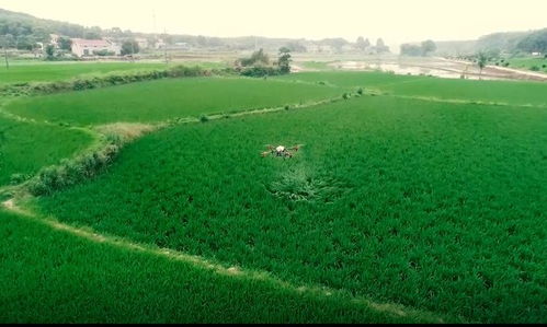 植保無人機(jī)助推君山現(xiàn)代農(nóng)業(yè)綠色發(fā)展