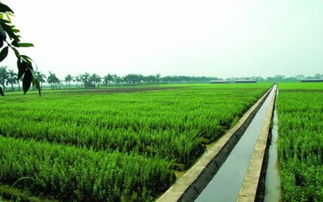 通星科技 以創新科技為農業開發注入新動能，驅動“三農”高質量發展